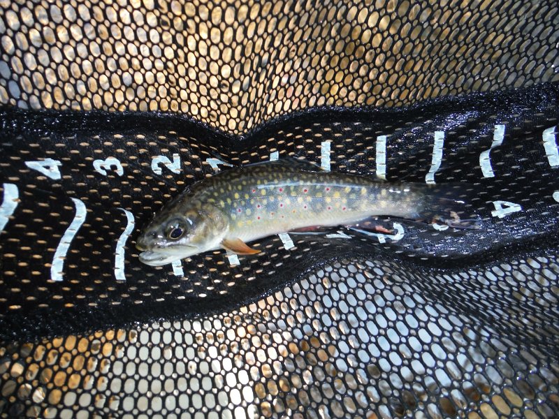 DSCF0013.jpg - Ed pulled this nice 6.5 incher from that spot.