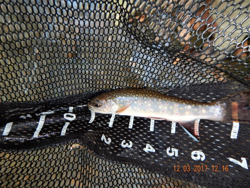 DSCN2907.jpg - I got this 7 incher.