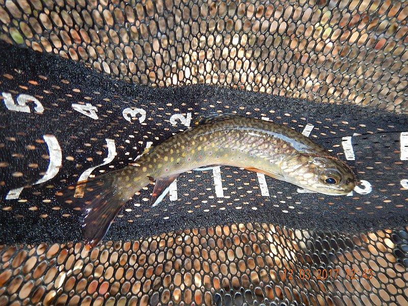 DSCN2910.jpg - The pic does not do the fish justice.  About an honest 7 incher.