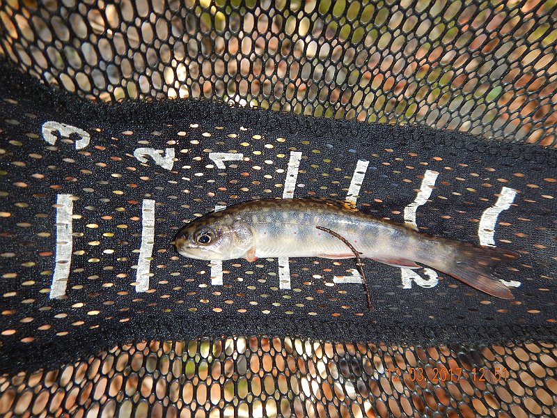 DSCN2912.jpg - This fish was caught in the previous run.