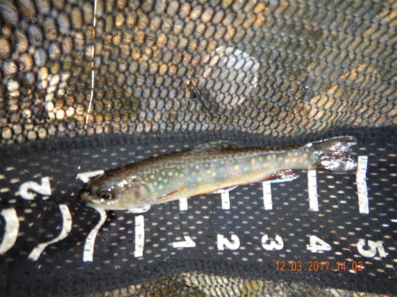 DSCN2916.jpg - And this 6 incher.