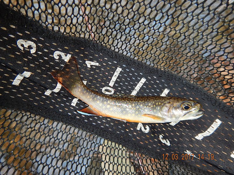 DSCN2918.jpg - Hey, but the fish still kept hitting.  I got this one.