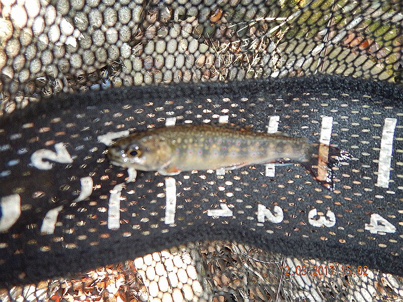 DSCN2925.jpg - This little 4 incher came from the run in the following pic.