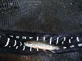 DSCF0005