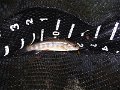 DSCF0032