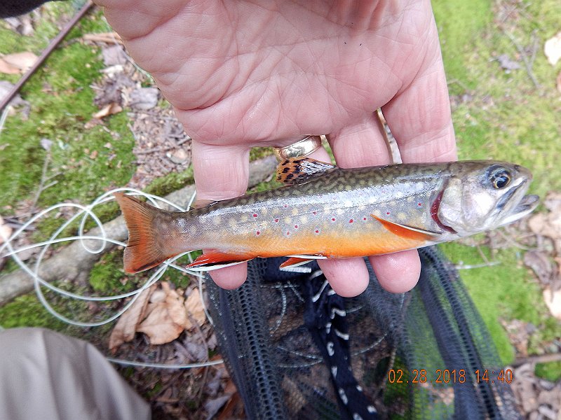 DSCN2985.jpg - Unless, of course, you're catching fish like this.  They don't have to be big to be fun to catch.