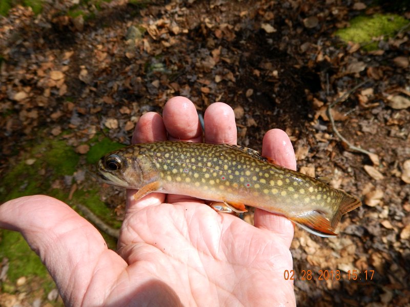 DSCN2988.jpg - How 'bout this for another pretty brook trout.
