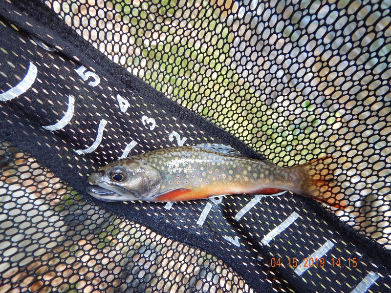 $LaurelRun1013$.jpg - This is the one Ed got. Fishing in a most familiar spot.