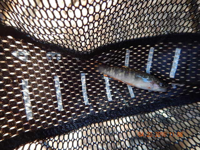 DSCN1109.jpg -                                I was hitting fish most all day.  Not as regularly as usual but enough to be enjoyable.