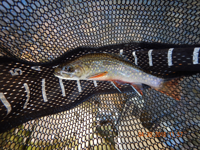 DSCN1117.jpg -                                Another sample of the fish in this stream.