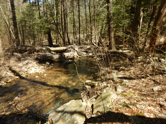DSCN1121.jpg -                                The trees are not in full bloom so this area will just get more attractive as the season progresses.