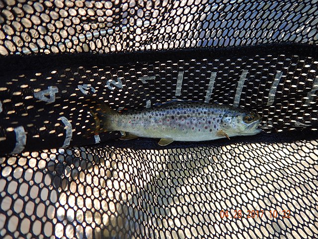 DSCN1953.jpg - These fish didn't jump on the hook.  You really had to put a bit of effort into the fishing to get a fish.                               