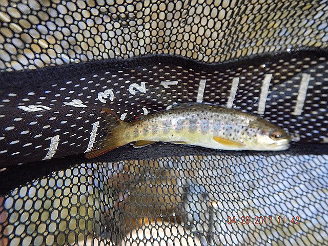 DSCN1959.jpg -                                Another pretty six incher.