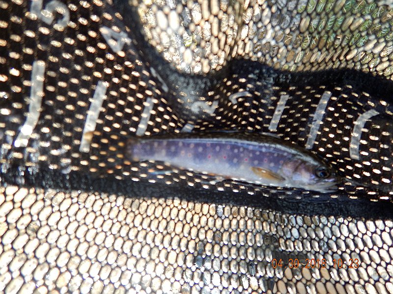 DSCN3122.jpg - Started pretty well with two fish in the first hole but the water temps kept the fish down a bit.