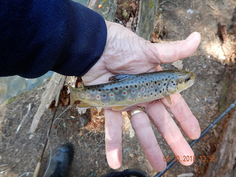 DSCN3134.jpg - Here's a better pic of the same fish.