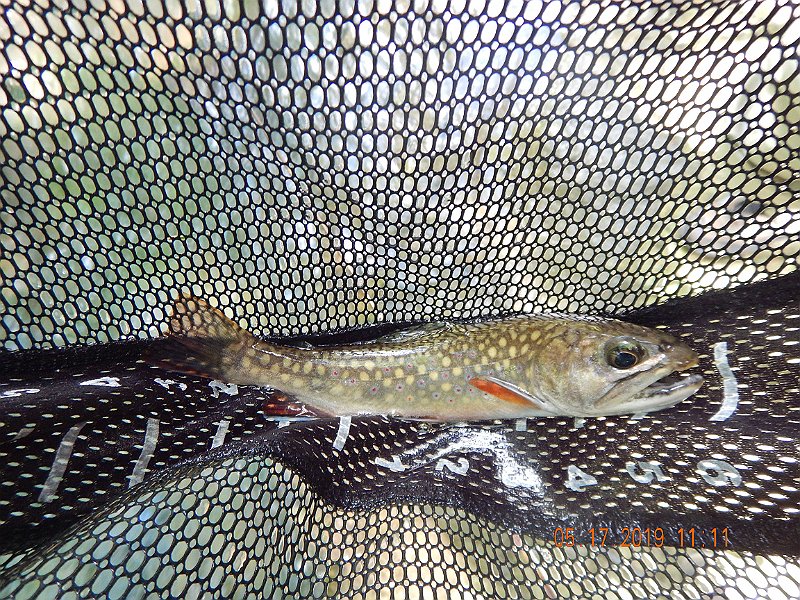 $LaurelRunb004$.jpg - The spots are there but faint....still a good looking trout.