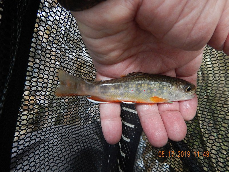 $LaurelRunb006$.jpg - Another good looking, healthy fish.