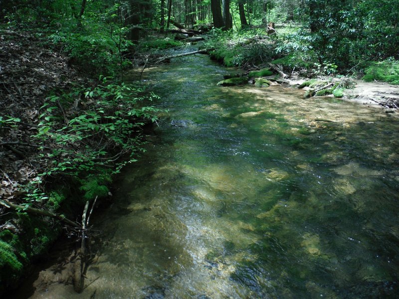 $LaurelRunb012$.jpg - Yep, if I were a brookie, I'd live here too!