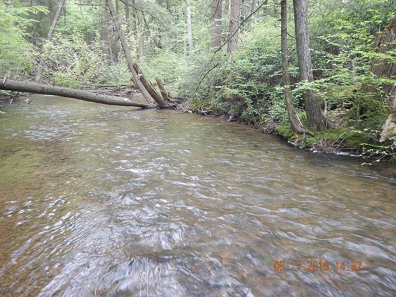 $LaurelRunb021$.jpg - It made this stretch of stream its home.