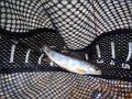 DSCN0617