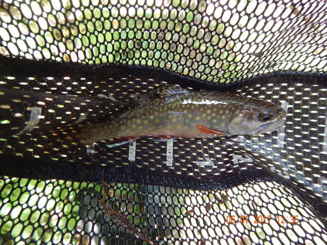 DSCN2111.jpg -                                This little brookie is all decked out in its natural colors. 