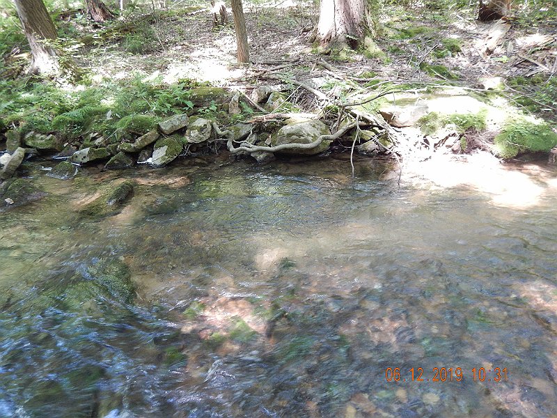 $LaurelRun3004$.jpg - That fish was living in this little run.