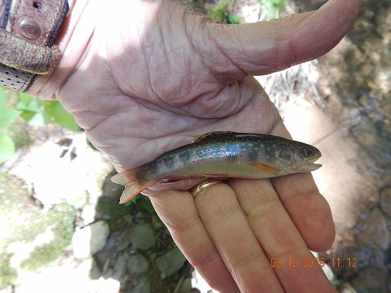 $LaurelRun3012$.jpg - Nice fat little fish.  And I'm gratelful for each one.
