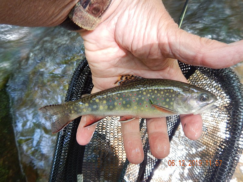 $LaurelRun3018$.jpg - Another fat brookie.  These fish are in really good condition.