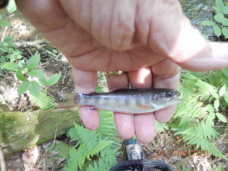 $LaurelRun3021$.jpg - Here's the little fish that was hiding there.