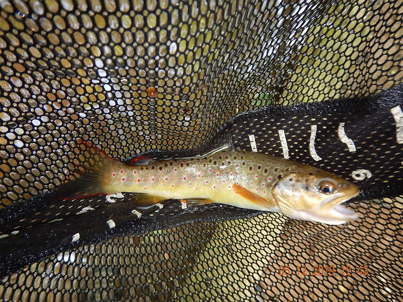 $LaurelRun3025$.jpg - Ed got this beauty.  This is an odd occurrence...a brown trout in this stream.  Certainly stream bred but we don't get these at this location.