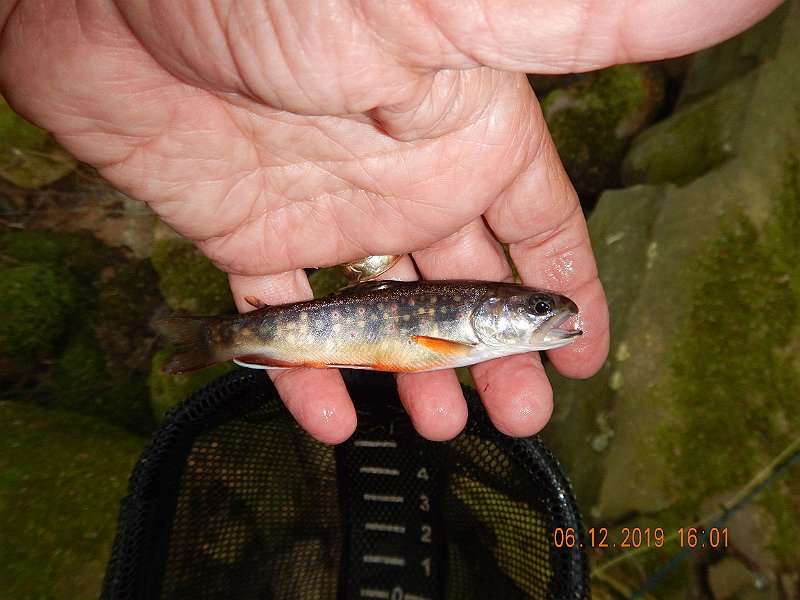 $LaurelRun3036$.jpg - And, when these fish bite it makes it that much more fun.