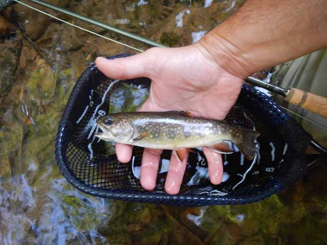 DSCN0135.jpg -                                It was a full 10 inches of native brook trout.