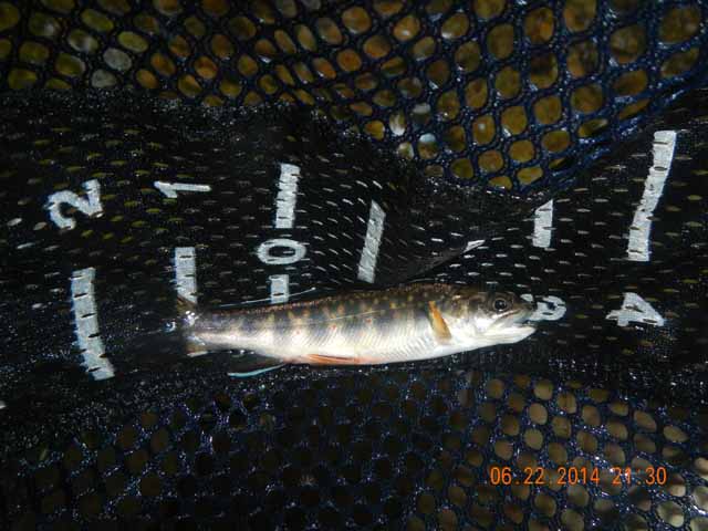 DSCN1092.jpg -                                But, more often than not, the fish were small.