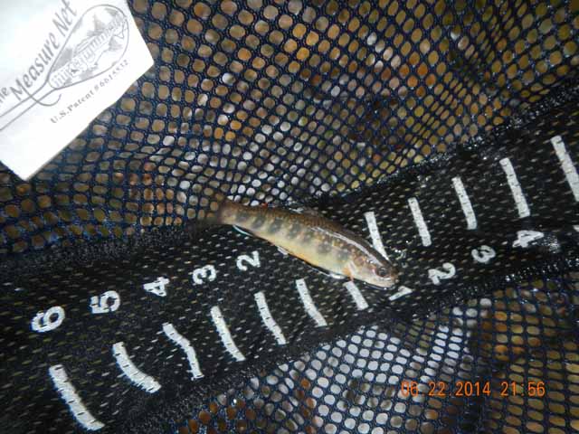 DSCN1095.jpg -                                Gary kept catching too!
