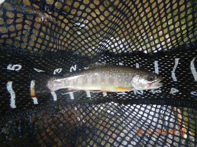 DSCN1107.jpg -                                Fat 8 inch brook trout.