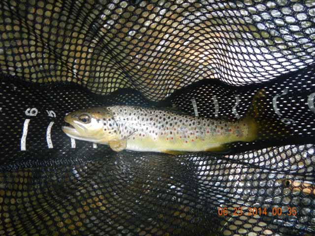 DSCN1110.jpg -                                This had to be the largest of the day, an 11 inch Brown.  I think Gary got this one 'cause I know I didn't and I dont beleive Ed did either.