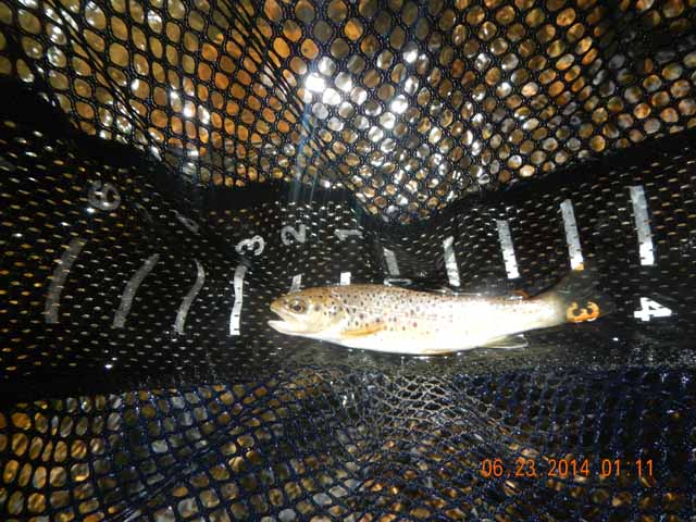 DSCN1111.jpg -                                Ed got this 6 inch Brown Trout.  