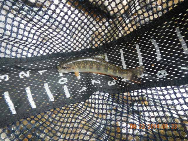 DSCN1114.jpg -                                This was the last fish of the day and Gary got it.
