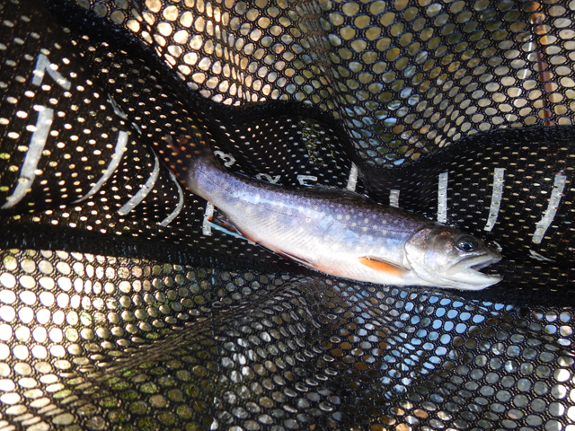 DSCN0309.jpg -                                After two chubs, I finally got my first brookie of the day.  Almost 8 inches, it was worth the wait.