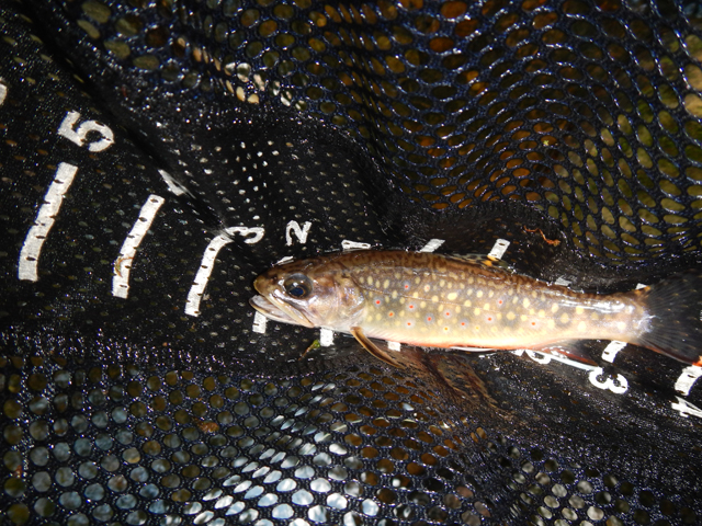 DSCN0316.jpg -                                Then I got another brookie.