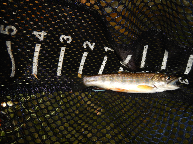 DSCN0329.jpg -                                Then I hit this 5 inch brookie.