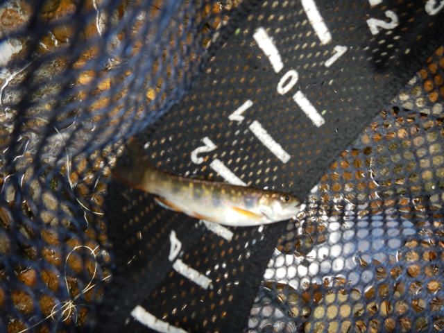 DSCN0335.jpg -                                And this was the last fish of the day and, perhaps, the smallest.