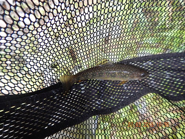 DSCN0488.jpg -                                My first cast of the day.