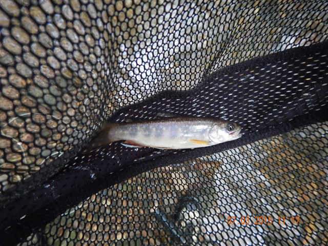 DSCN0492.jpg -                                Another of mine.  We kept alternating catching fish.  One nice hole after another.