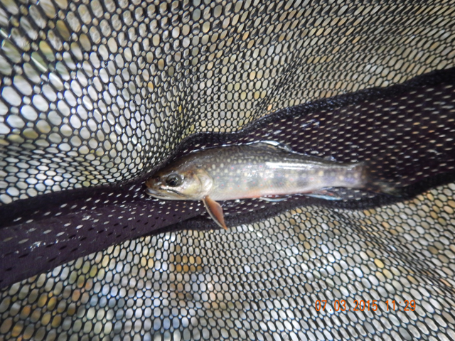 DSCN0494.jpg -                                A chubby little brookie.
