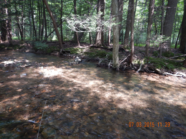 DSCN0495.jpg -                                Just a really pretty stream that just happens to be full of small native brook trout.
