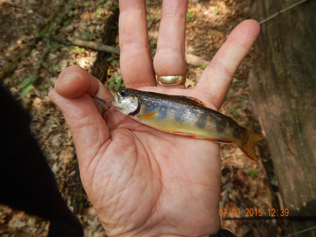 DSCN0502.jpg -                                I got this little one right after we stopped for lunch.