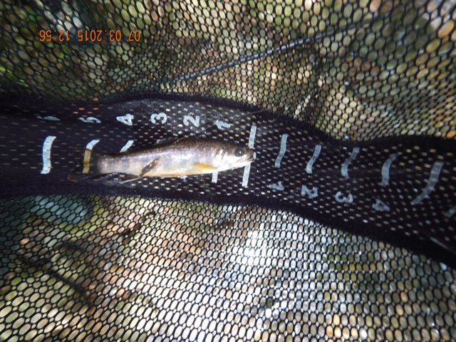 DSCN0503.jpg -                                Then Ed got this little 4 incher.