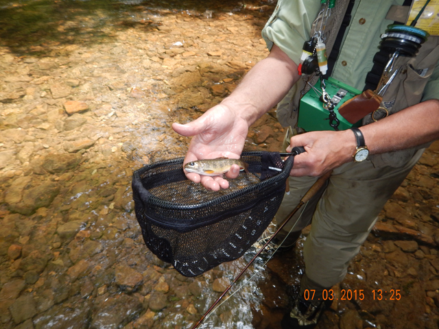 DSCN0514.jpg -                                All of these wild fish are beautiful.