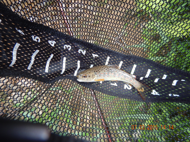 DSCN0517.jpg -                                My, My, My....this is a little brown.
